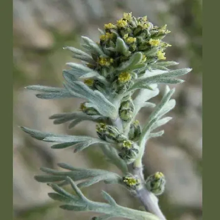 Genepy Cervinia Vda Vacanze In Vetta Cir 0252