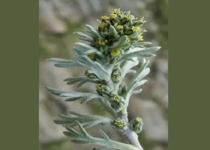 Genepy Cervinia Vda Vacanze In Vetta Cir 0252